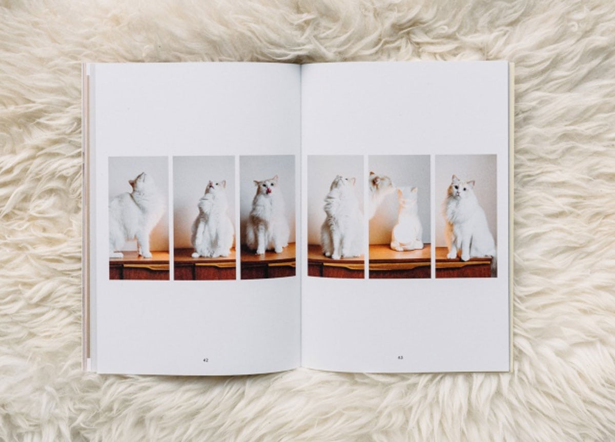 pet-people-magazine-cat