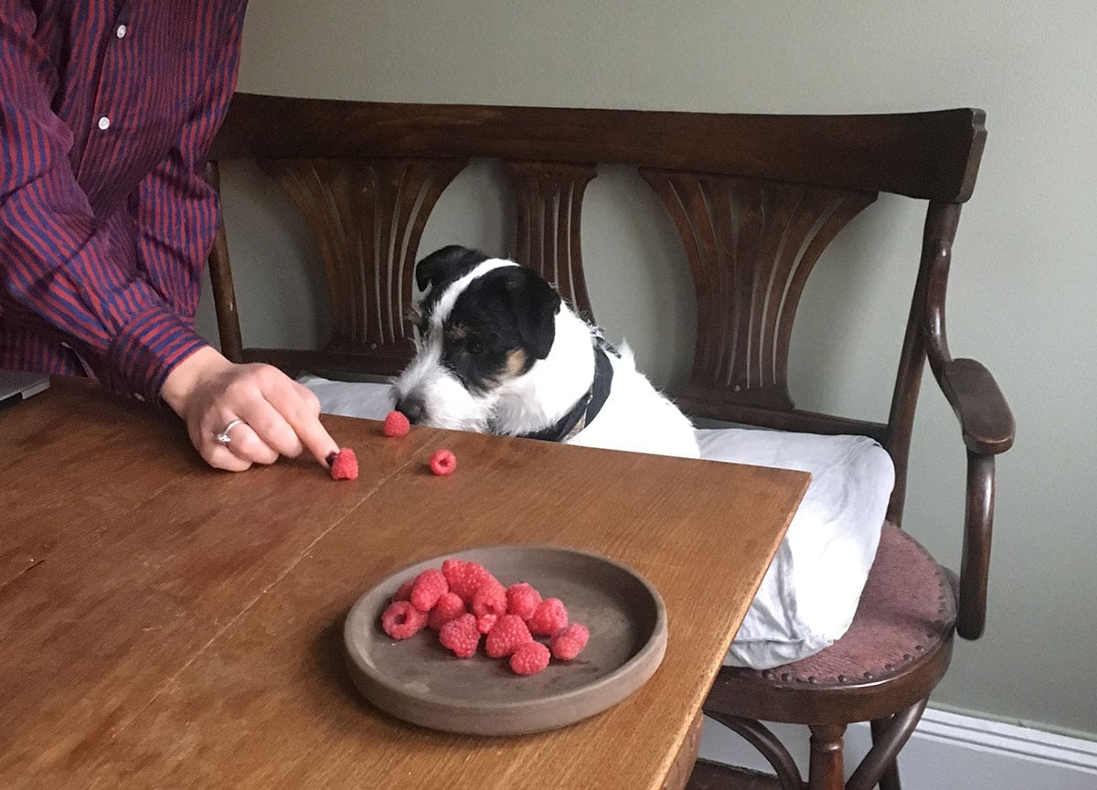 pet-people-magazine-raspberries