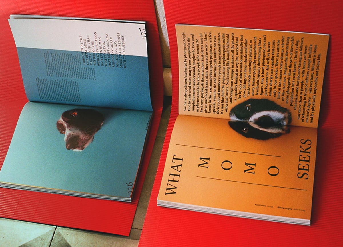 agapornis-magazine-pets-momo