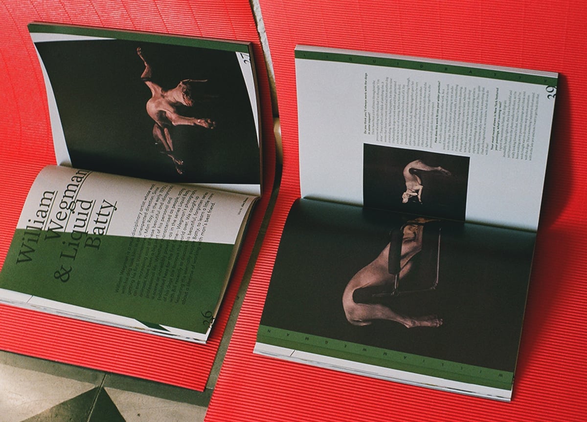 agapornis-magazine-pets-weimeraner