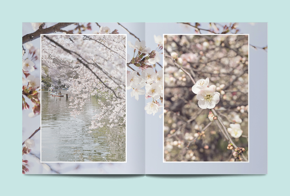 cherry-blossoms-lodestars-anthology-japan
