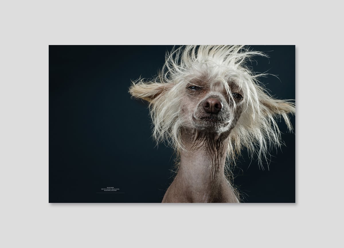 four-and-sons-bald-beautiful